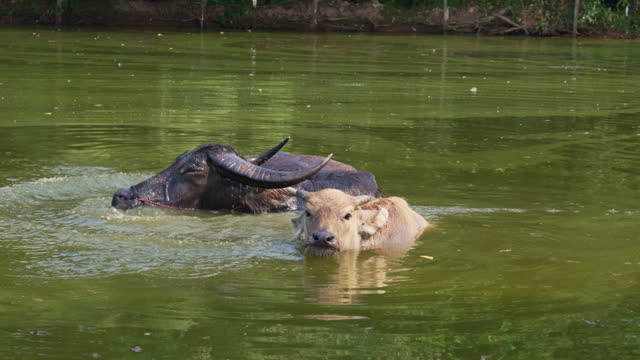 Slow motion shot of buffaloes bathing in the pond. Farm animals and rural life concept