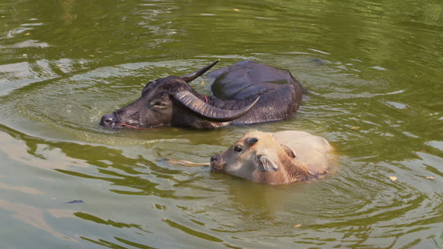 Buffaloes cool off in a refreshing pond. Farm animals and rural life concept.
