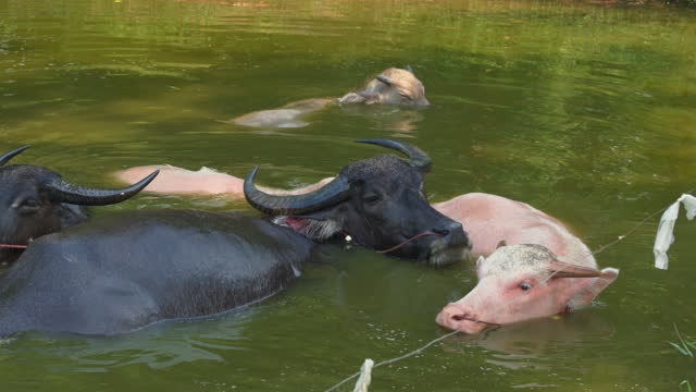 buffaloes bathing in the river.