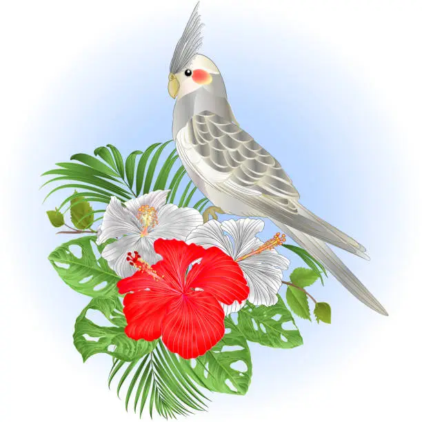 Vector illustration of Cockatiel Cinnamon cute tropical bird funny  parrot Nymphicus hollandicus
and white and red hibiscus watercolor style on a white background vintage vector illustration editable hand draw