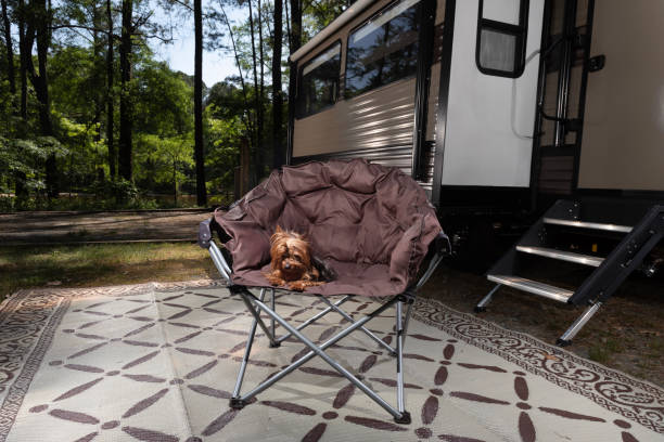 istock Yorkie resting after a day in camp 2147531476