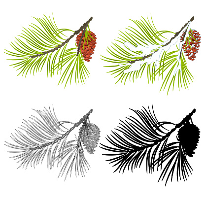 Pine branch with snow and pine cones and  as vintage engraving and silhouette the sixth set vector illustration editable hand drawn