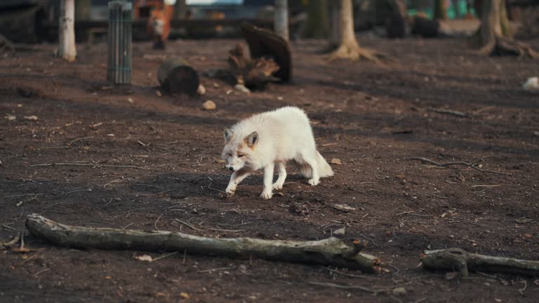 White fox in the wood