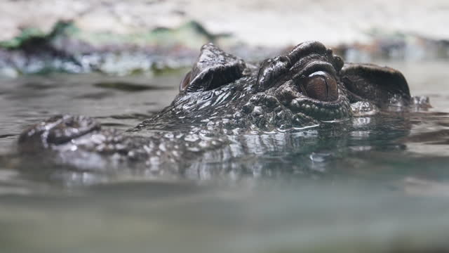 Close up crocodile head