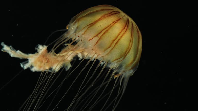 Jellyfish swimming on black background