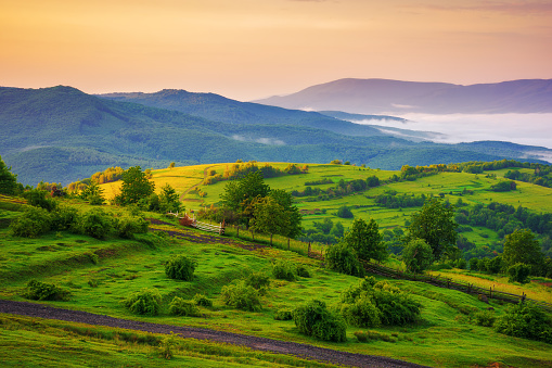 carpathian countryside scenery at dawn in summer. mountainous landscape of ukraine with grassy rural fields and meadows. fog in the distant valley