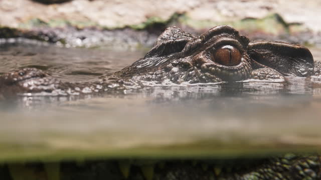 Close up crocodile head