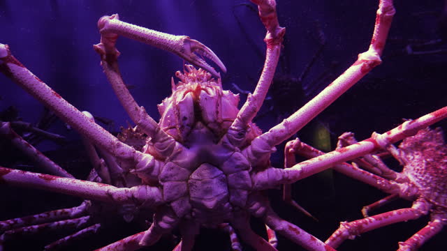Giant japanese spider crab