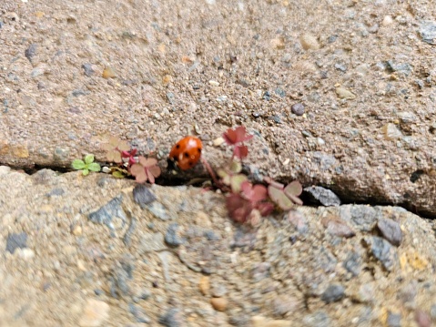 Ladybug on cracked paving with small flowers