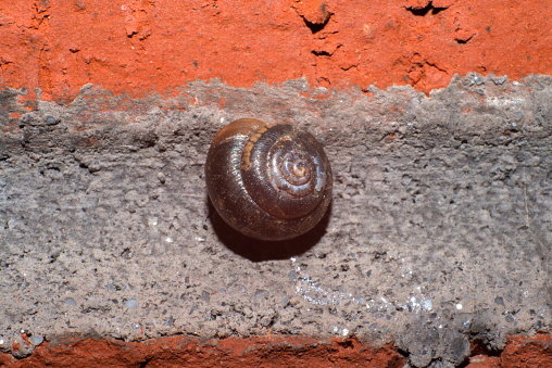 A fascinating macro photo revealing intricate details of a snail on the wall, showcasing the slimy texture and unique characteristics of this mollusk