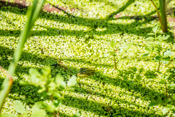 A vibrant frog in a green pool, blending with the lush surroundings, creating a serene and picturesque scene in the aquatic habitat