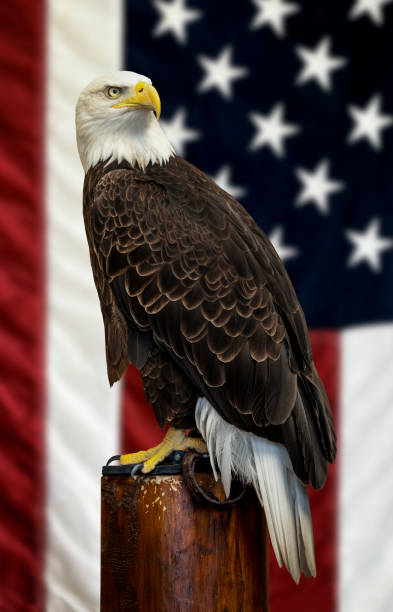 American Bald Eagle with the American flag