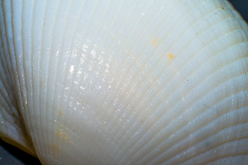 A delicate and elegant macro photograph capturing the intricate beauty of the white shell surface, a testament to the wonders of marine life