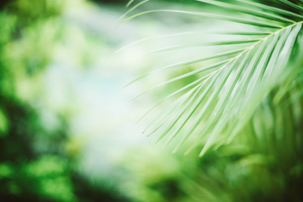 istock Sunlit Palm Leaves and Tropical plants. 2147536006