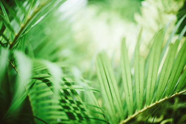 istock Sunlit Palm Leaves and Tropical plants. 2147536009