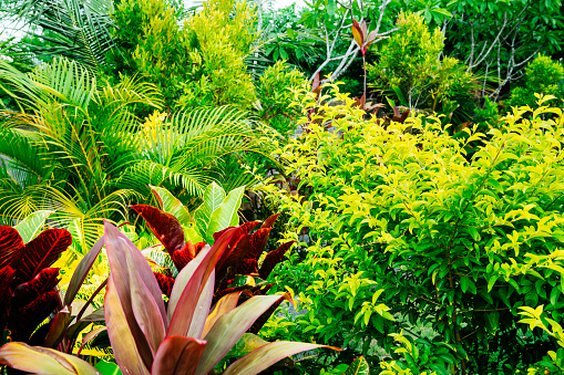 A mix of tropical plants including ferns with delicate green leaves, dark red foliage plants, and bright yellow-green shrubs fill the frame, showcasing a rich diversity of textures and colors under natural light.