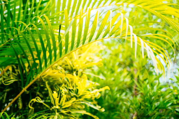 Vibrant green palm leaves, illuminated by the sun. A mix of assorted foliage on the blurred background.