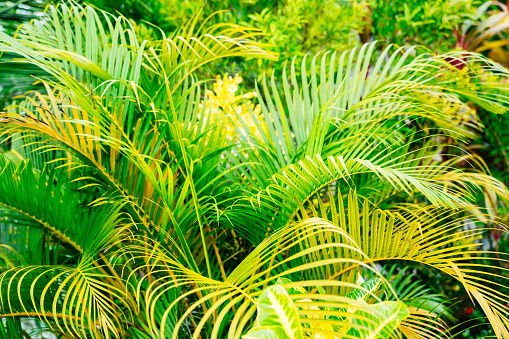 Vibrant and detailed texture of palm leaves amidst a lush green environment, showcasing nature’s intricate designs and vivid colors.