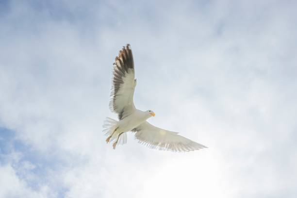 Image of a seagull in flight against a blue sky during the day