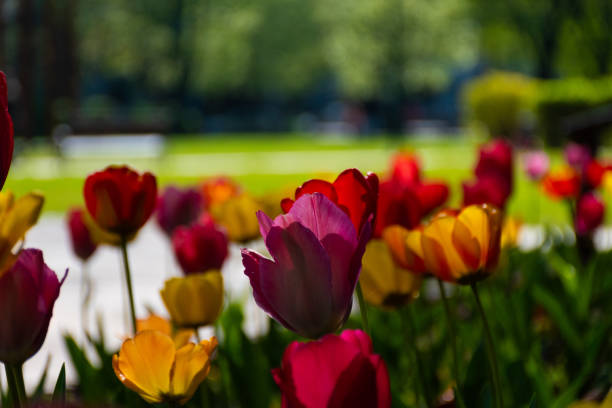 Tulips in the garden
