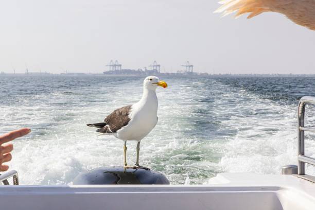 Image of a seagull sitting on a boat railing during the day