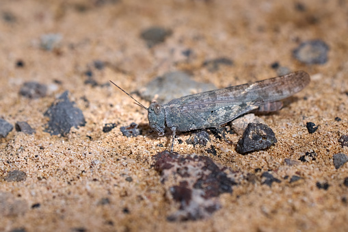 Fuerteventura Sand Grasshopper (Sphingonotus fuerteventurae) in close-up in the sandy desert of Costa Calma, Fuerteventura, Canary Islands