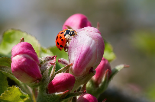 Ladybug on the bud of an apple blossom in spring - Asian Ladybird (Harmonia axyridis) in Baden-Württemberg, Germany