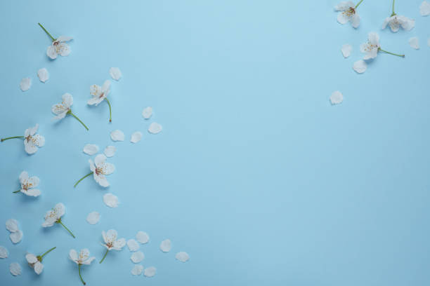 istock Spring background with beautiful white cherry flowers. Blue background. Springtime concept. Flat lay, top view, copy space. Banner for holiday and festivals. 2147538077