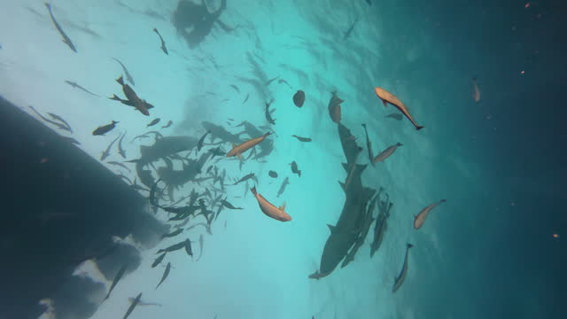 Six Nurse sharks and lots of reef fish approach a boat from below expecting food. Underwater shot during daylight