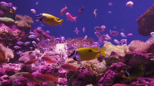 Colourful coral reef underwater