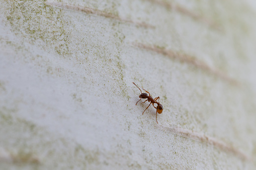 Daytime macro side/top view of a single red fire ant (Myrmica Rubra) crawling on the bark of a birch tree (Betula)