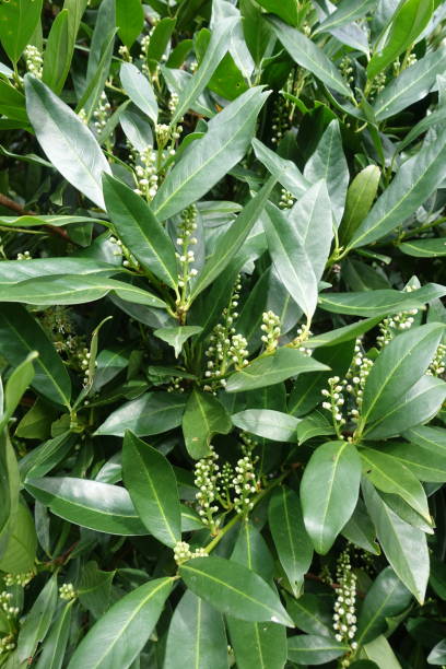 Laurel in bloom  Close view  Spring season