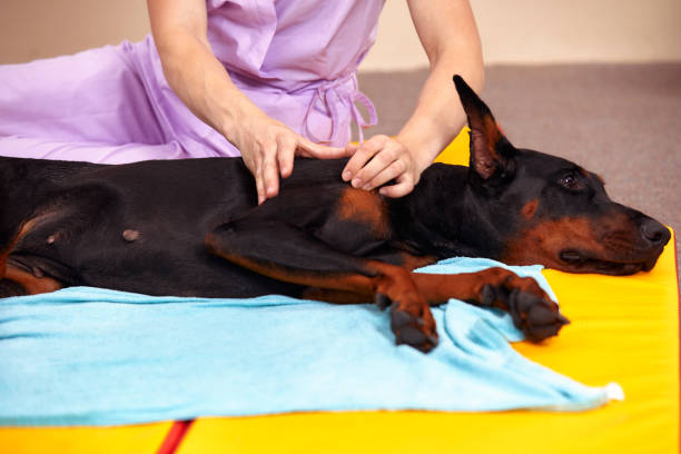 istock big dog lying on the floor and gets a massage on its thight 2147539688