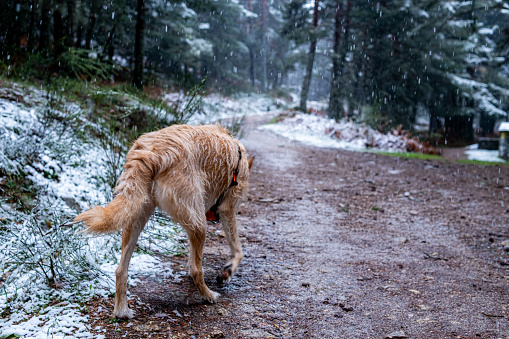 Domesticated canine admiring Ávila's woodland beauty, ecotourism and environmental stewardship.