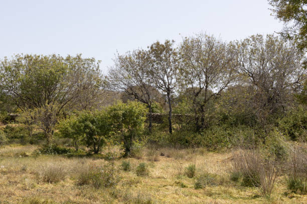 istock Everyday Mediterranean Scrubland Scene 2147540100