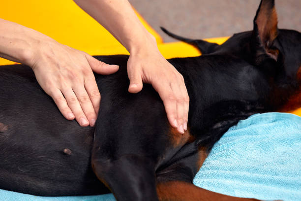 istock big dog lying on the floor and gets a massage on its thight 2147540156