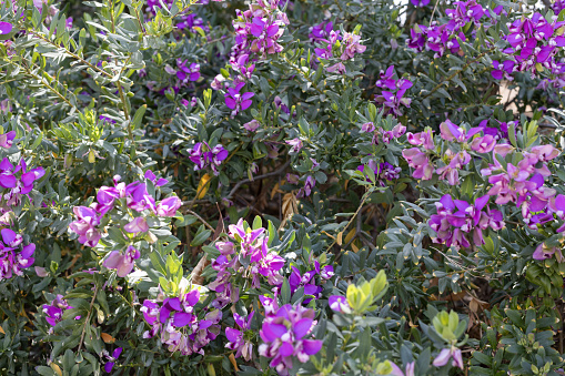 Dense Polygala myrtifolia shrubs adorned with profuse purple flowers in full bloom.