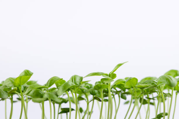 young basil sprouts on the side. isolated on white background
