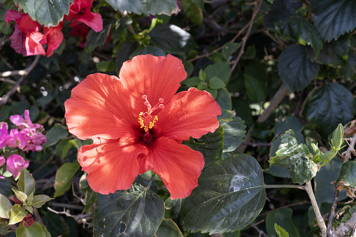 Striking scarlet hibiscus flower with delicate stamens, surrounded by greenery.