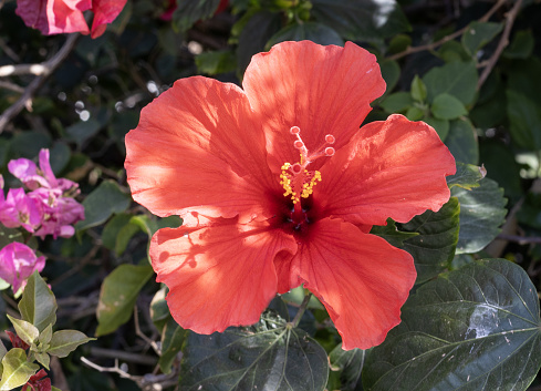 A single red hibiscus flower stands out against lush green foliage.