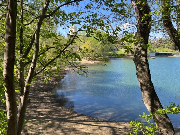 istock lake in the forest 2147541853