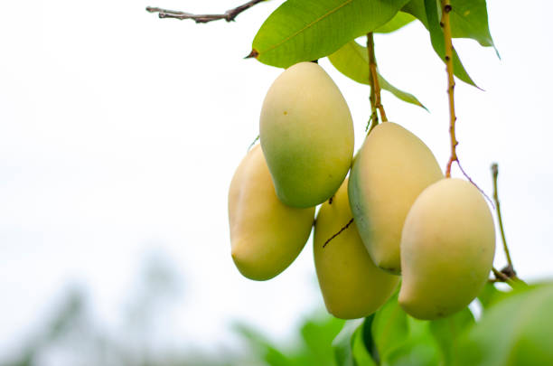 istock Closeup bunch of small mangoes from a tree that I have growing at home. Copy space 2147541921
