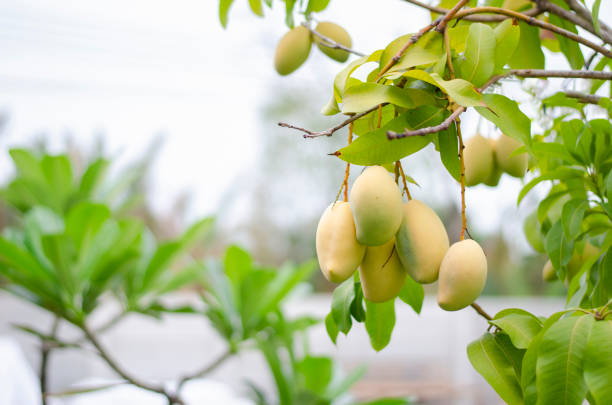 istock A bunch of small mangoes from a tree that I have growing at home. Copy space 2147541955