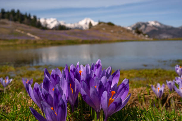 istock Velika Planina, Slovenia 2147542823