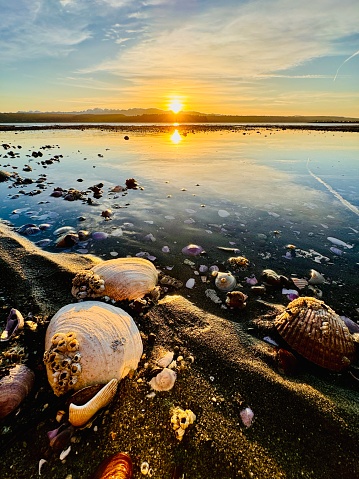 The bright yellow sun illuminates seashells on a Puget Sound beach as it sets over the Hood Canal  in Washington.  Clam, oyster and other shells are scattered across the beach and shallow water leading the viewer's eye to the reflection of the setting sun over the Olympic Mountains.