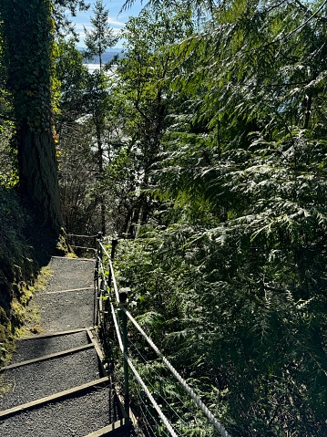 Steep steps wind their way down a cliff to the Hood Canal beach below.  Lush, green foliage and trees surround the walking path as it descends to the shoreline of a Puget Sound inlet.  Hand rails guide the way down the hillside.