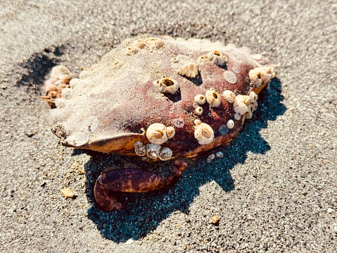 A barnacled Dungeness crab shell, no longer home to the crab, lies empty on a sandy beach on Washington's Puget Sound.