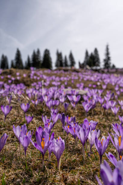 istock Velika Planina, Slovenia 2147543057
