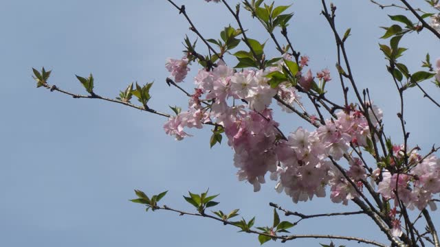 Swaying cherry blossom branches and bees searching for honey