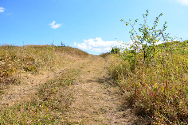 istock a dirt path leads to a field with a blue sky and a few clouds 2147543406